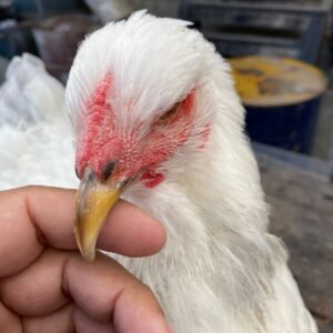 🥚 Huevos Fértiles de Brahma – Línea Europea | Gallinas de Raza