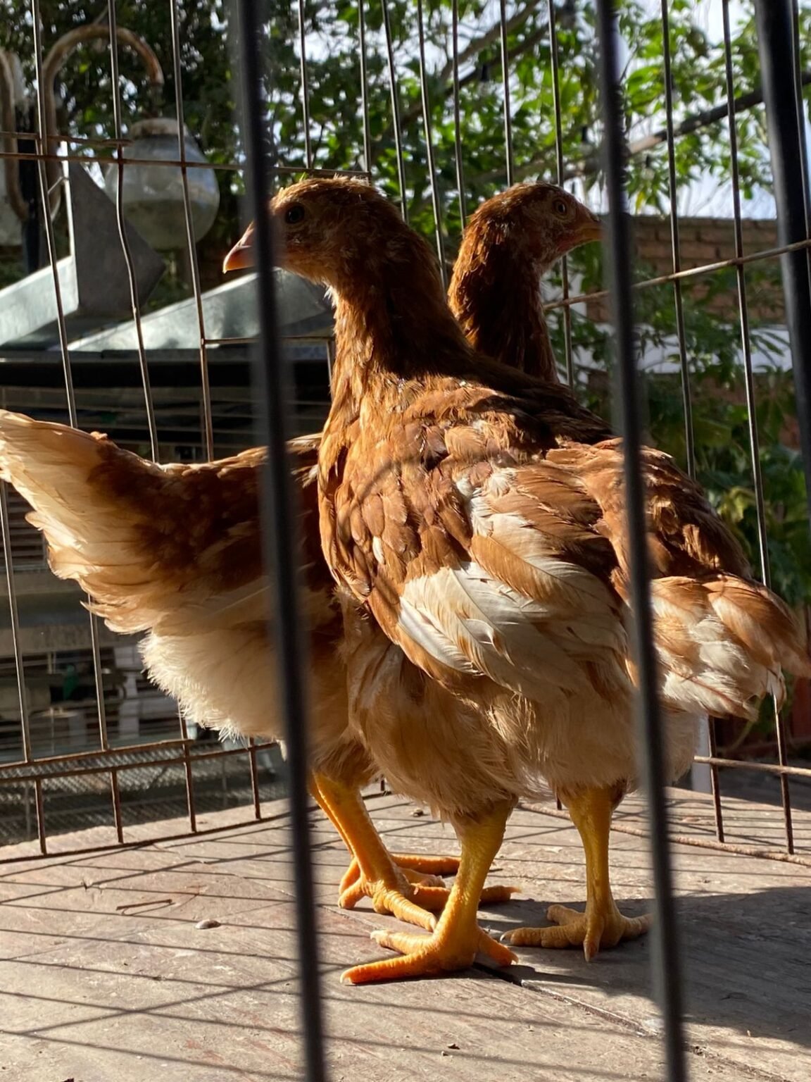 Poolitas Pollitas Ponedoras Nick Brown (disponibles ) | Gallinas de Raza
