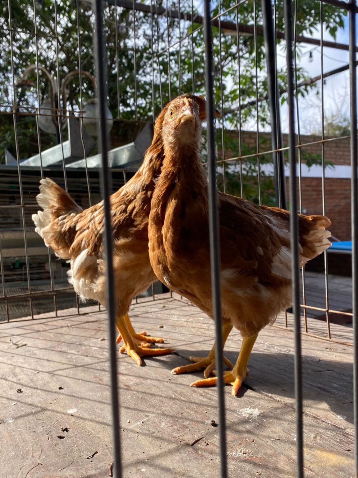 Poolitas Pollitas Ponedoras Nick Brown (disponibles ) | Gallinas de Raza
