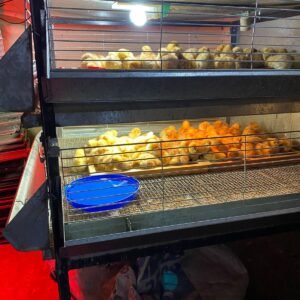 Planos para construcción de recriadora de 200 pollitos