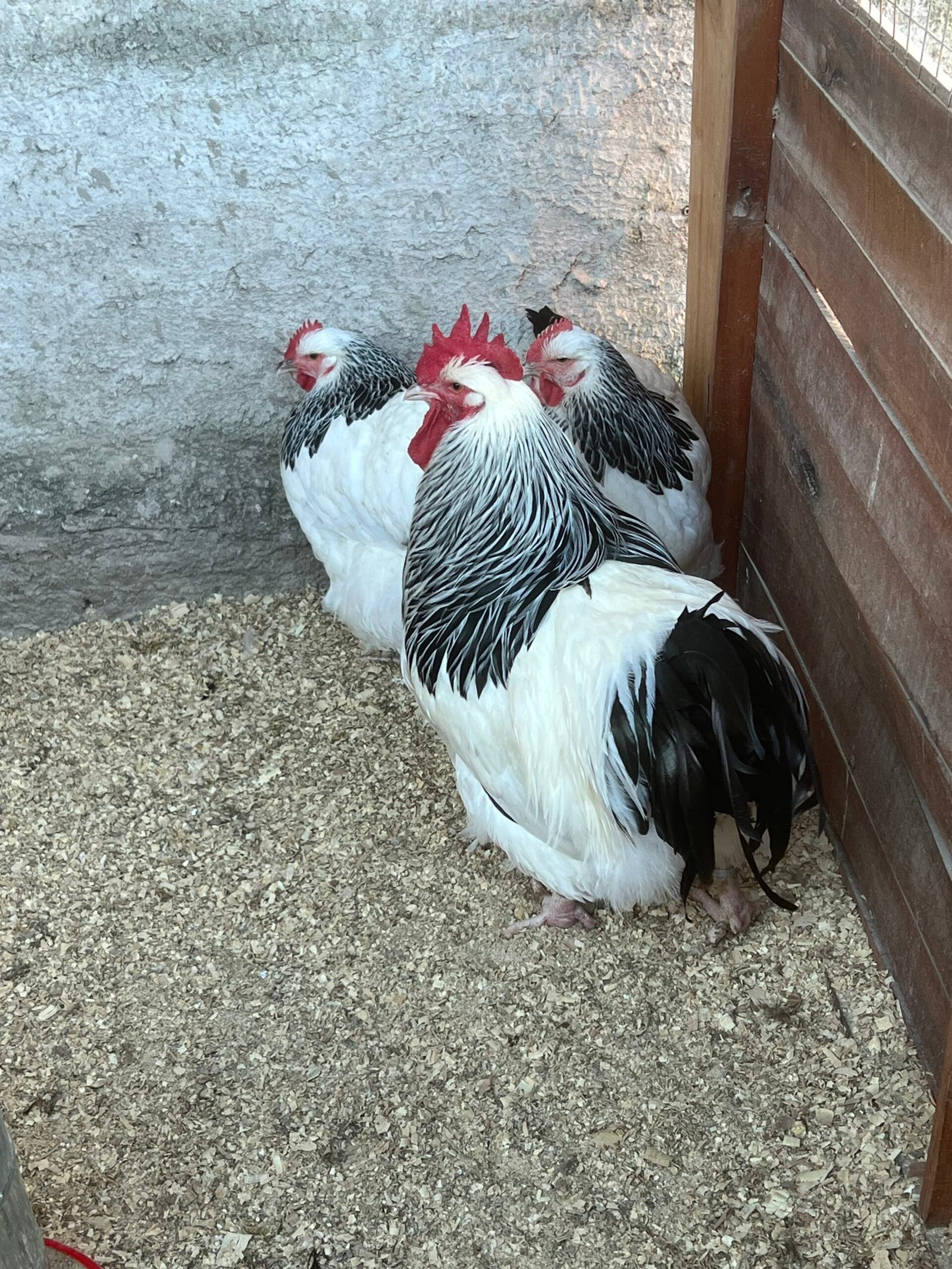 🐔 Gallina Sussex - Image 6