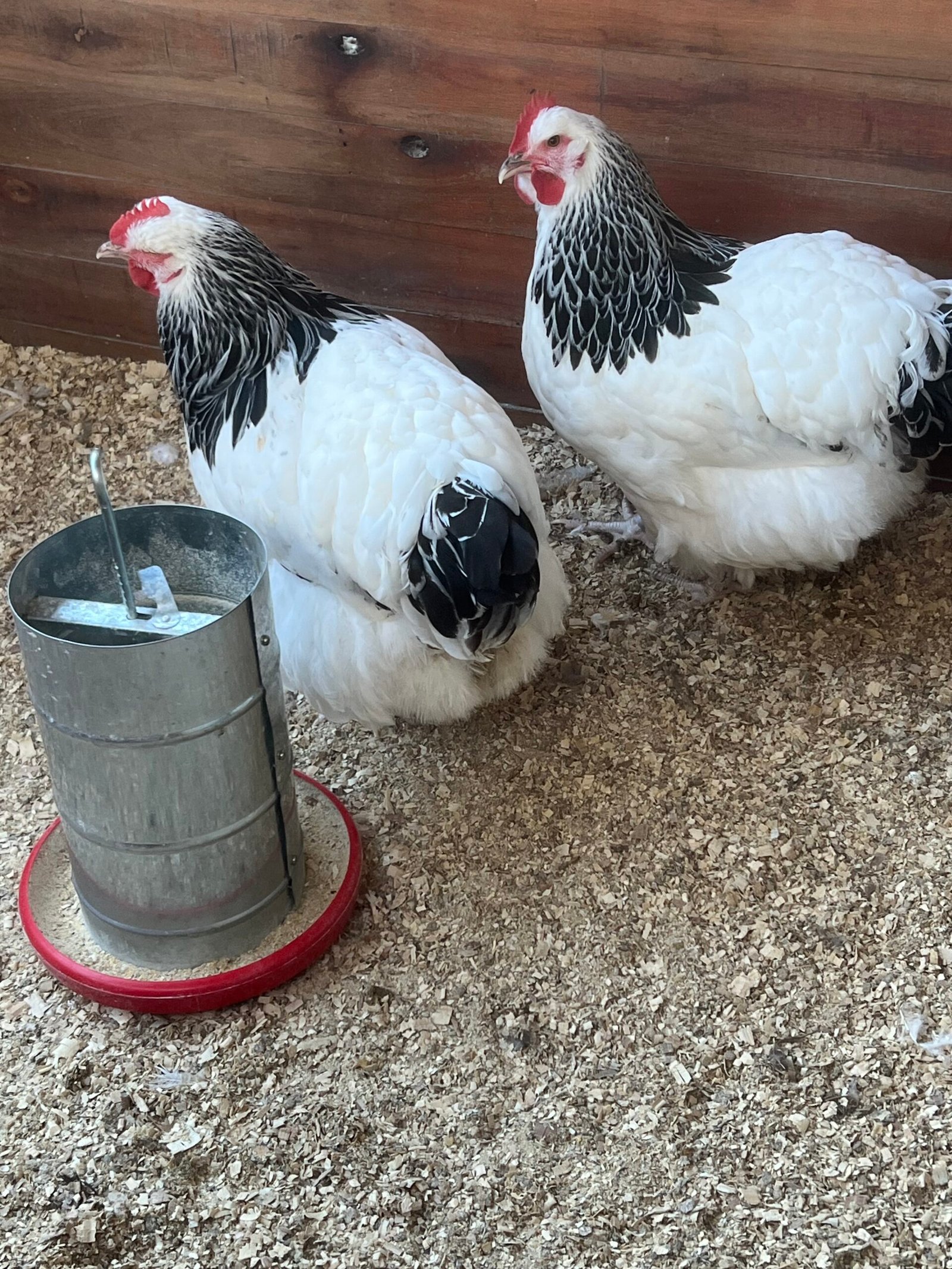 🐔 Gallina Sussex - Image 4