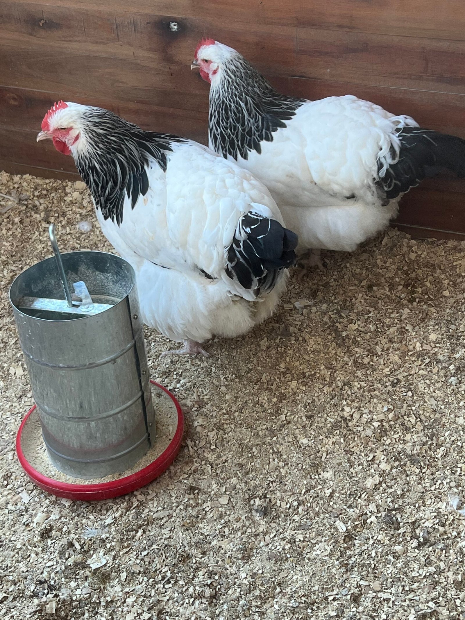 🐔 Gallina Sussex - Image 5