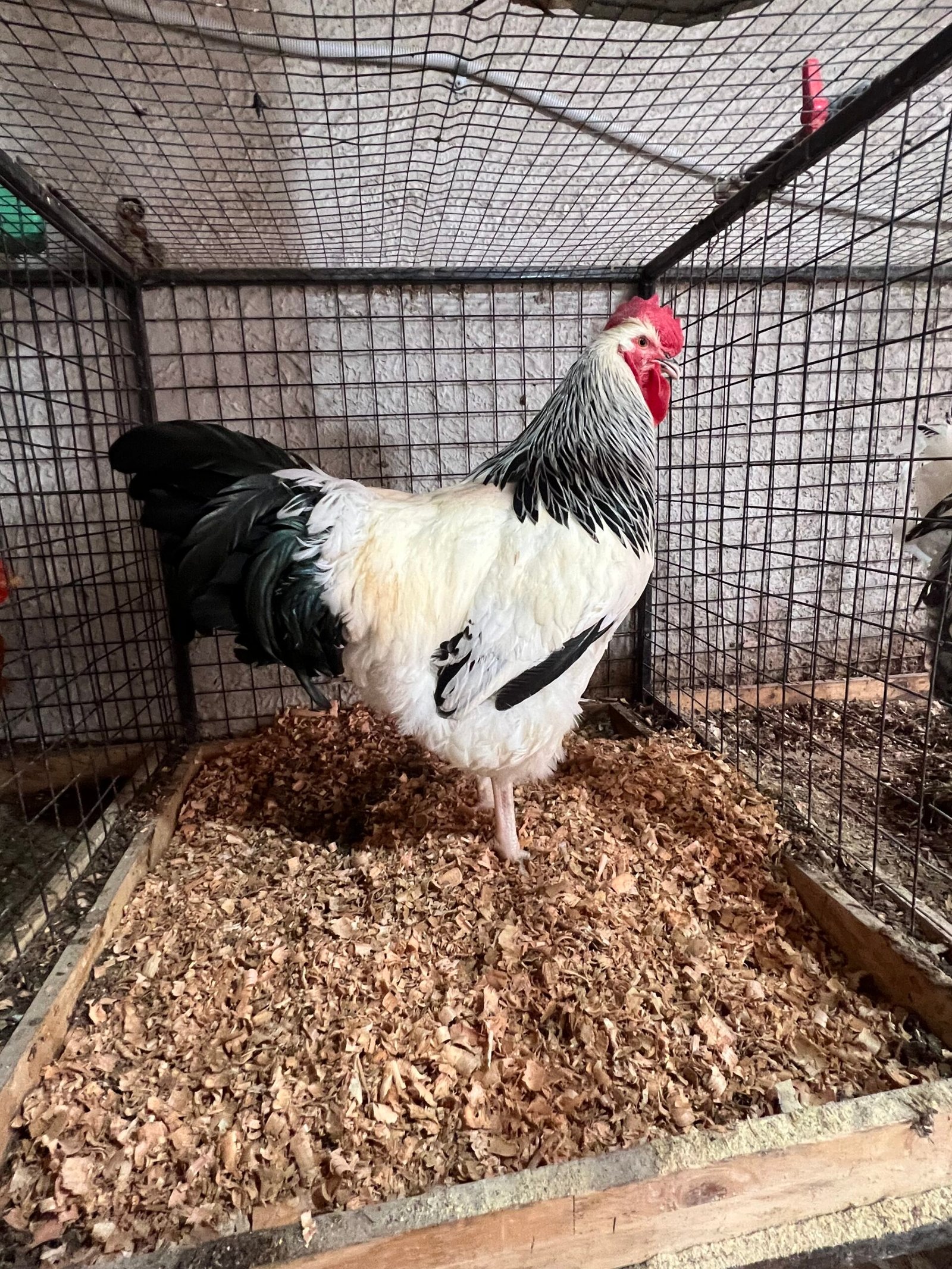 🐔 Gallina Sussex - Image 3