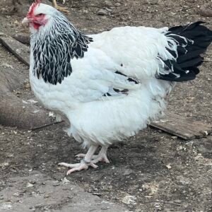 🐔 Gallina Sussex