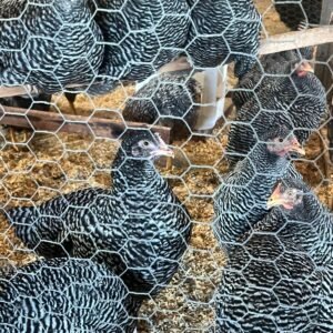 Plymouth Rock Barrada (BATARAZA)