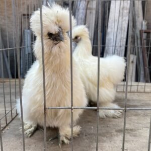 🐔 Gallina Sedosa del Japón (Silky)