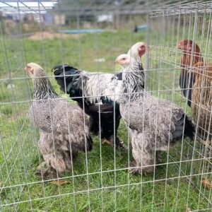 🐔 Gallina Brahma linea Americana nacional