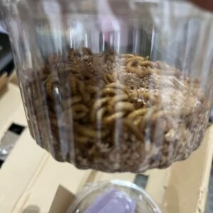 Tenebrios Vivos Premium – Pack 600 Unidades para Gallinas (Mayor Rendimiento)