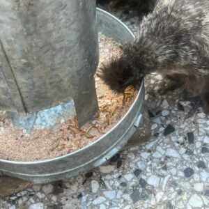 Tenebrios Vivos Premium – Pack 300 Unidades para Gallinas